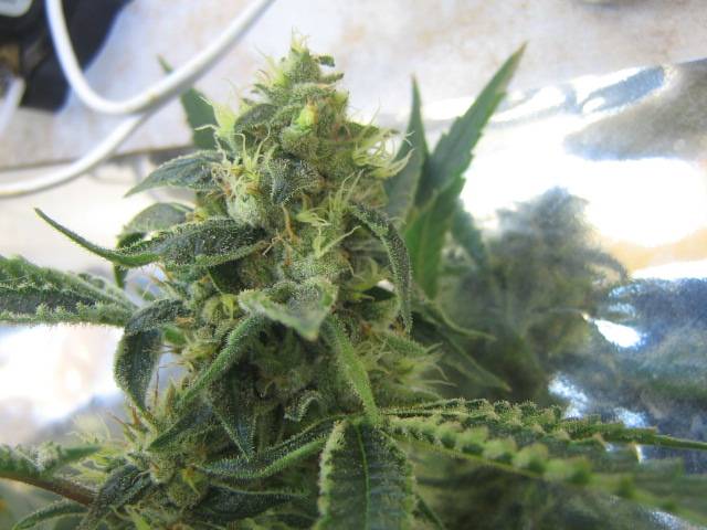 CFL_Grow_2009_376.jpg