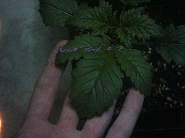 74G13Bx2Leaves-1702k4-med.jpg