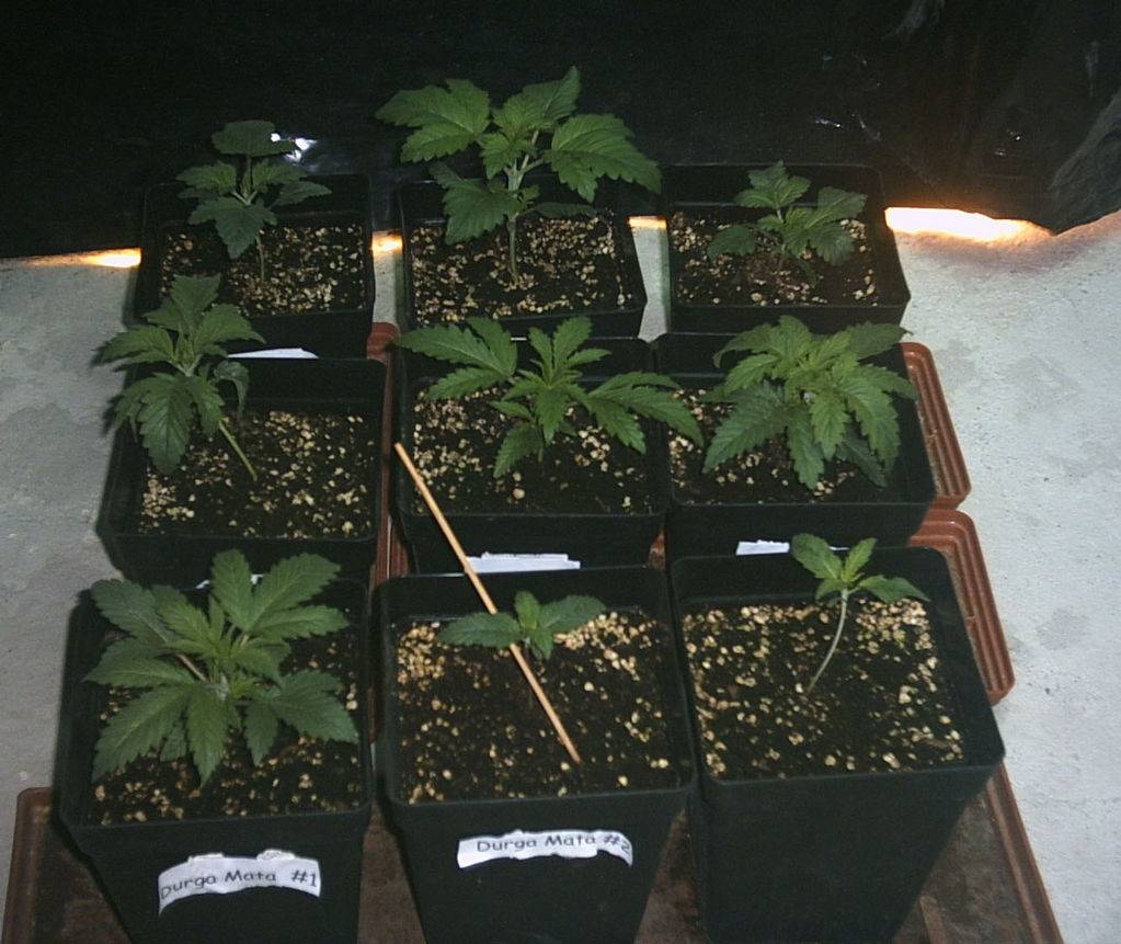 74Grow2-1702k4-med.jpg