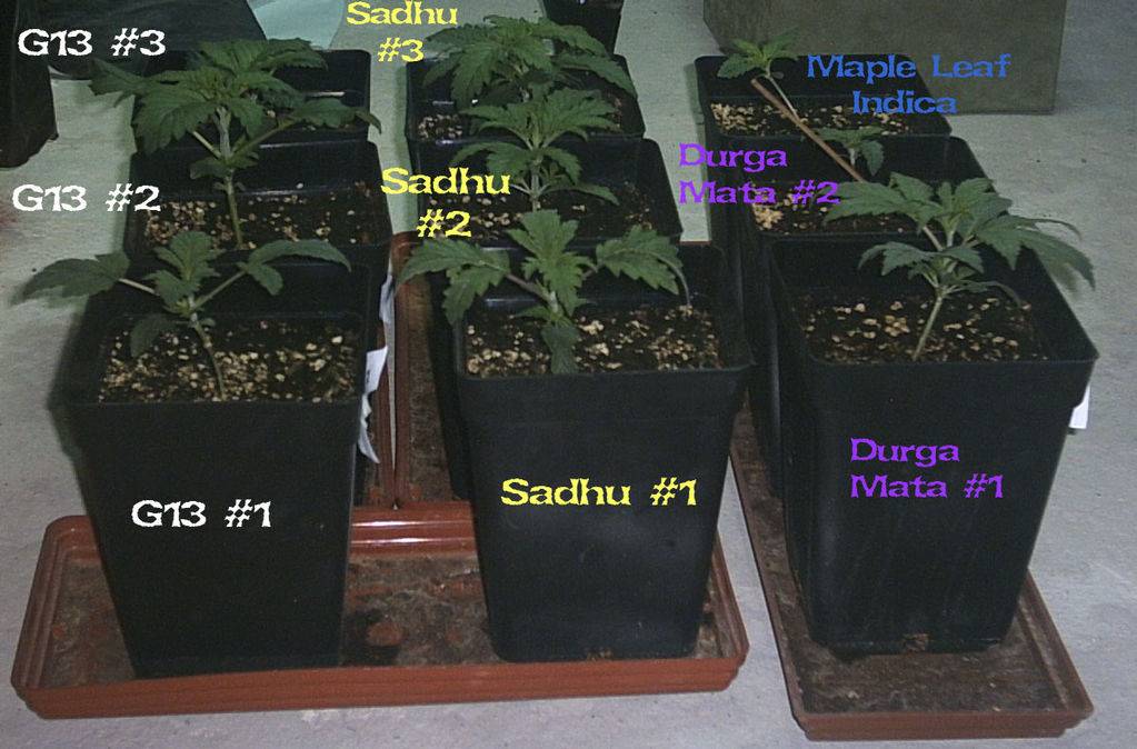 74Grow2-1702k4Side-med.jpg