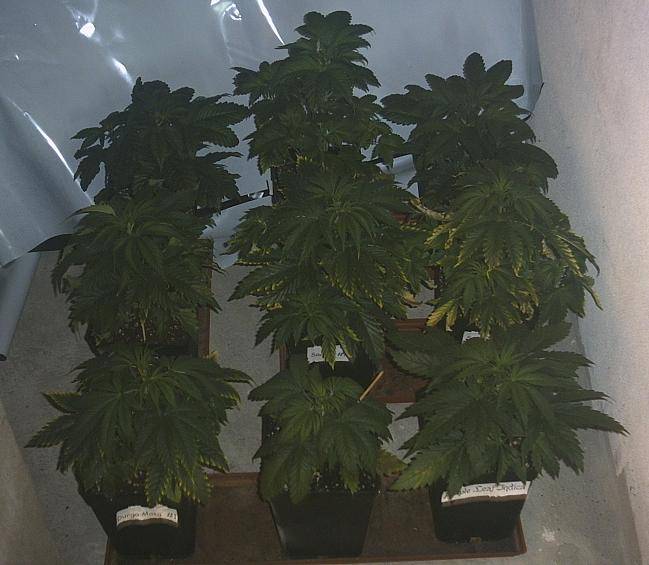 74Grow2-2902k4-med.JPG