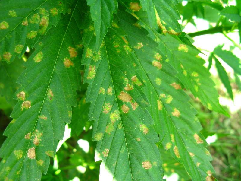 Brown spots on leaves | International Cannagraphic Magazine Forums