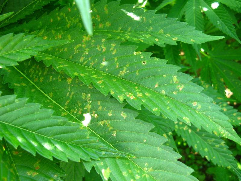 Brown spots on leaves - Cannabis Infirmary - International Cannagraphic ...