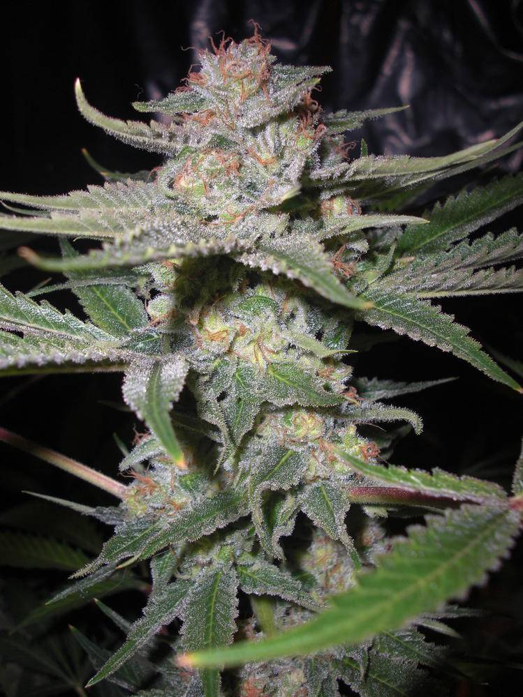 S99 = Sour Diesel x C99  International Cannagraphic Magazine Forums