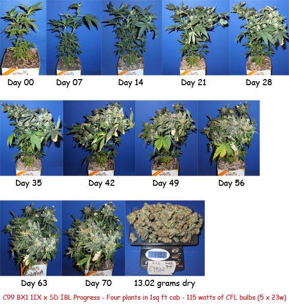 Blynx's 1 sqft CFL cab & other CFL micro cabs - Page 60 - Micro Grows ...