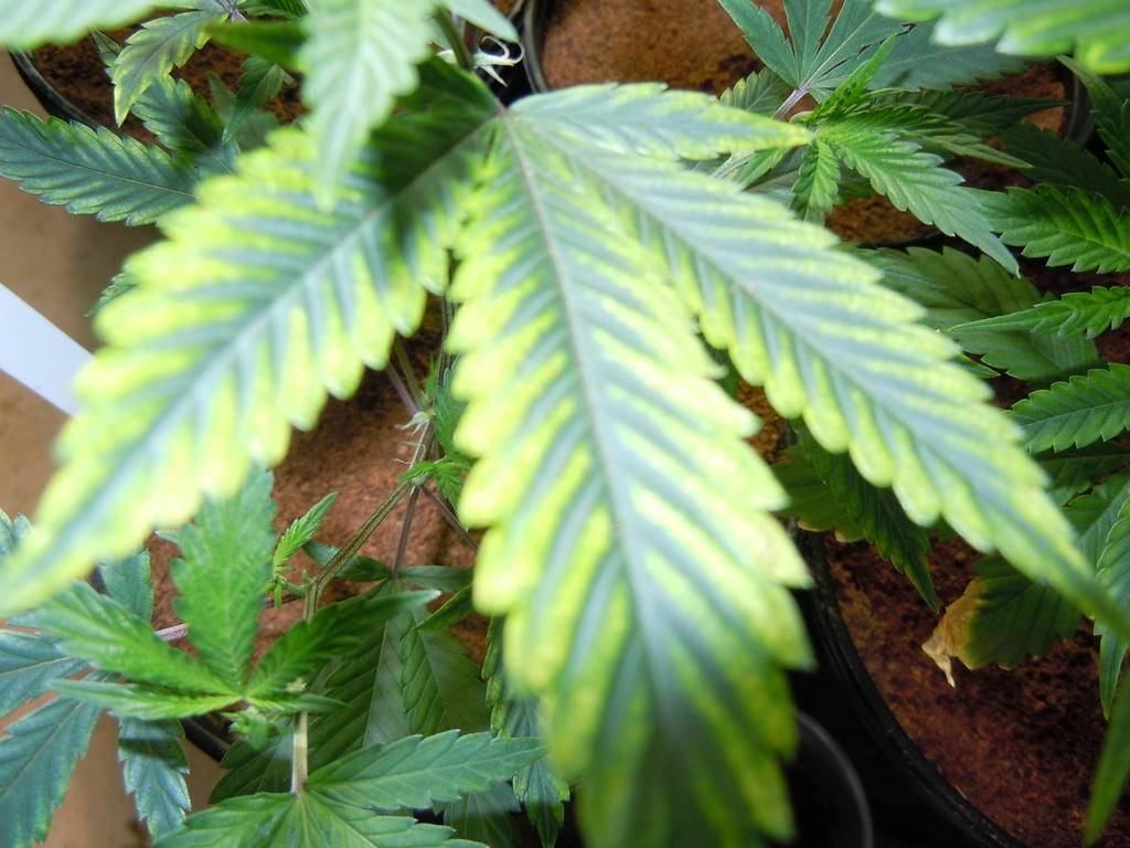 Sigh....Is this Cal mag defficiency? - Cannabis Infirmary ...