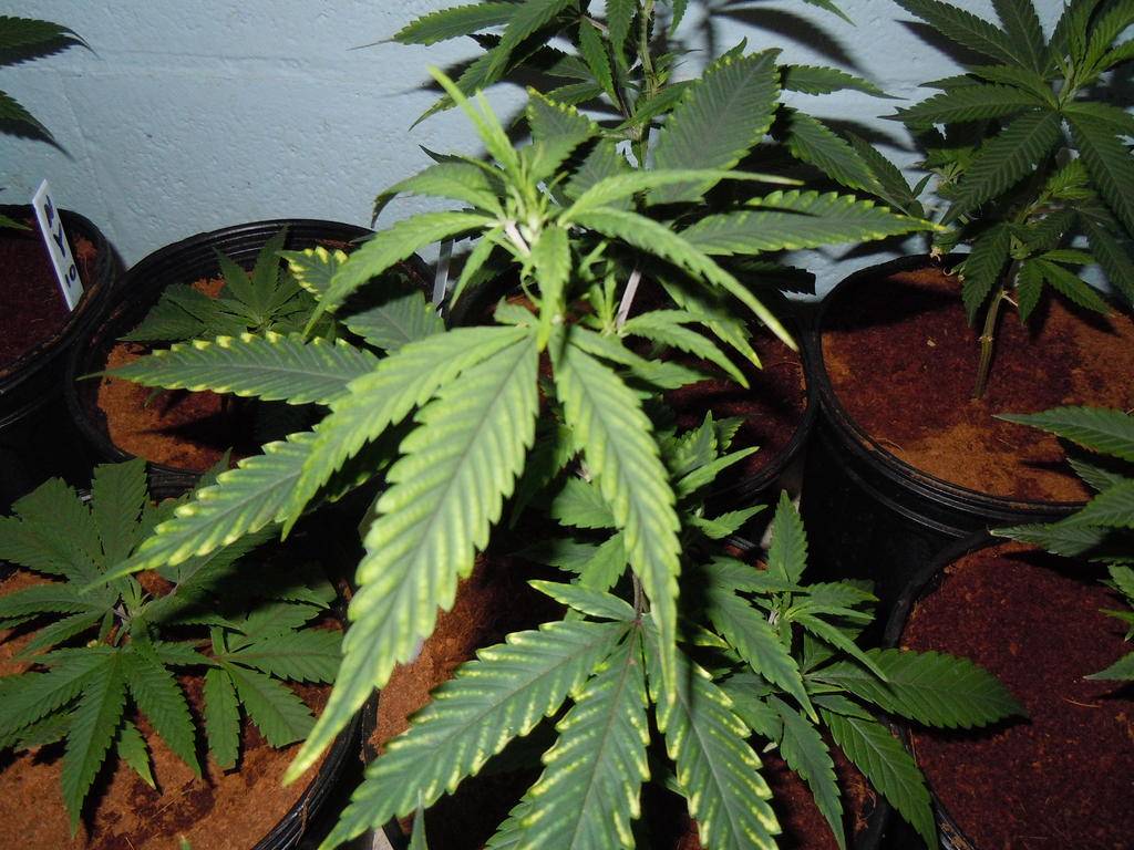 Sigh....Is this Cal mag defficiency? - Cannabis Infirmary ...