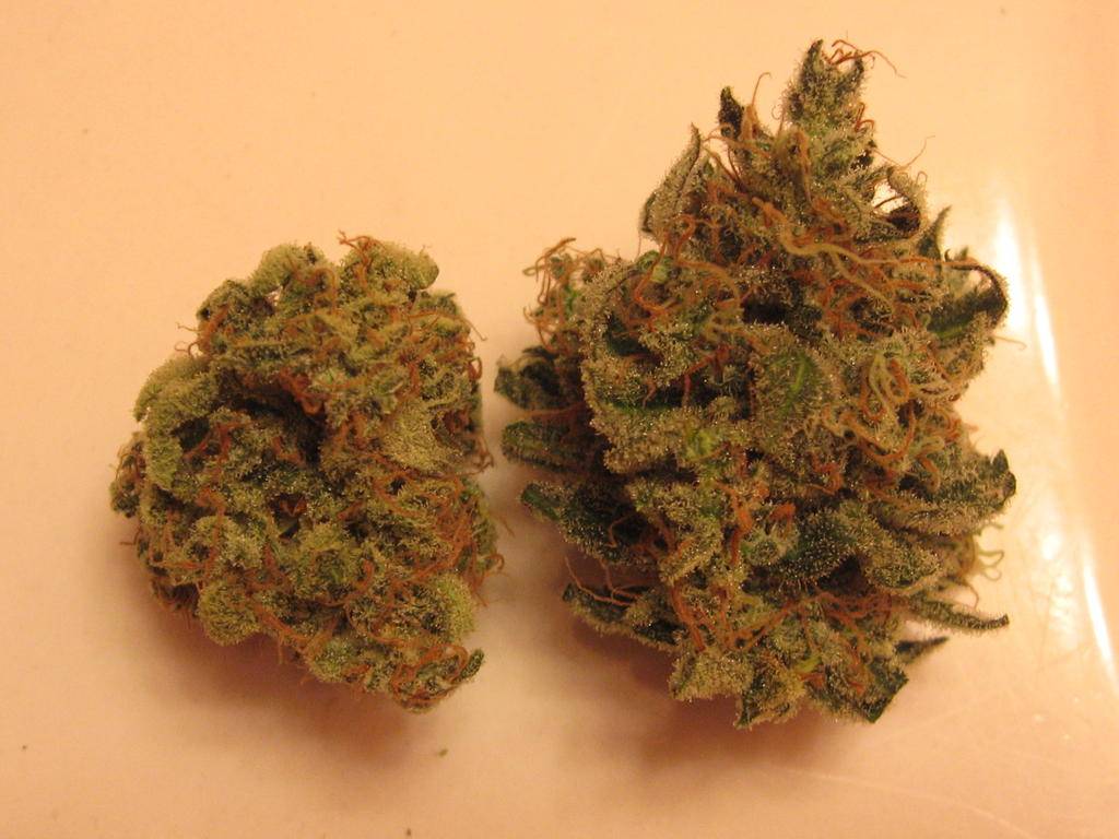 S99 = Sour Diesel x C99  International Cannagraphic Magazine Forums