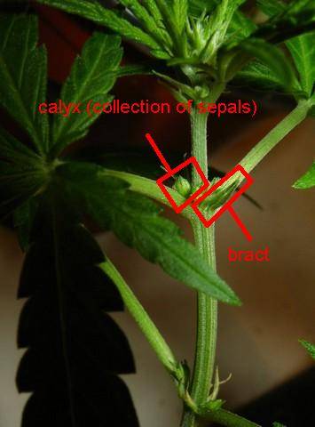 Inflorescence Anatomy: bract vs. calyx - Cannabis Botany and Advanced