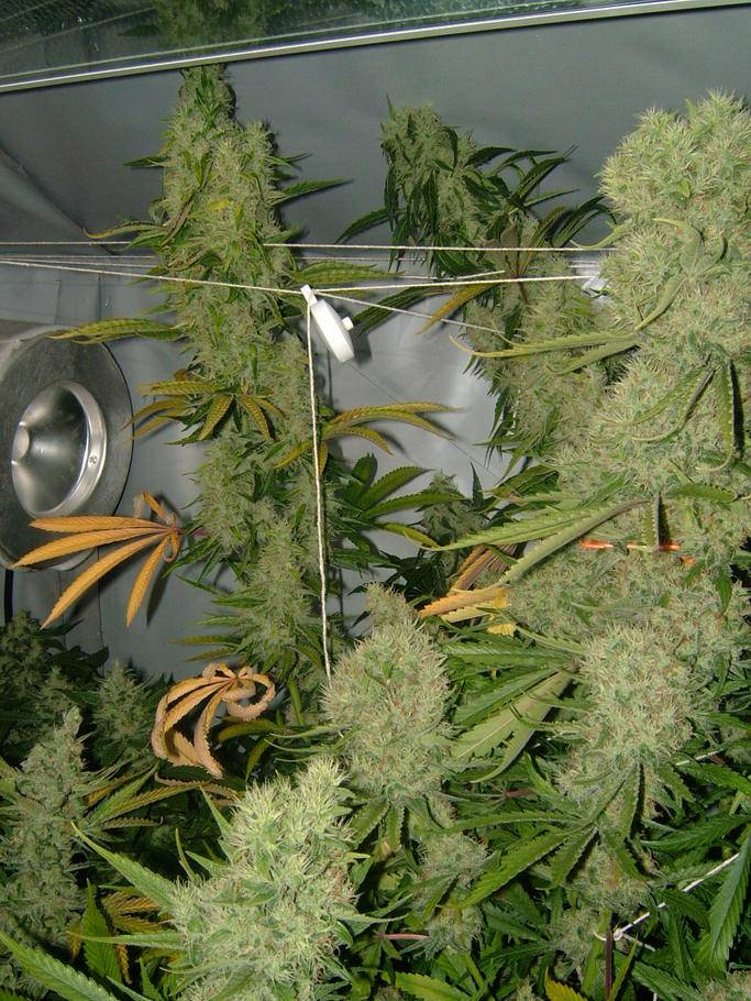 Agent Orange Vs Tangerine Dream International Cannagraphic Magazine Forums