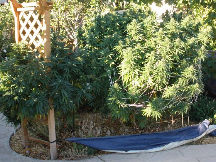 outdoor marijuana plant yield