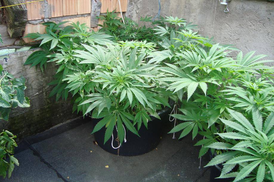  Balkon  2012 3 x 65 l M rtelk bel Eigenzuchtseeds 