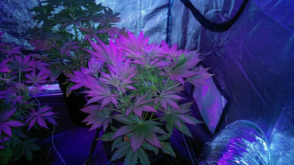 white sirius and blueberry in dwc - Page 2