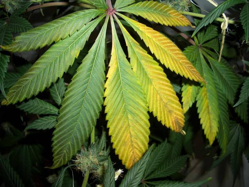 3 yellow fan leaves in the middle of a flowering indica? - Cannabis ...