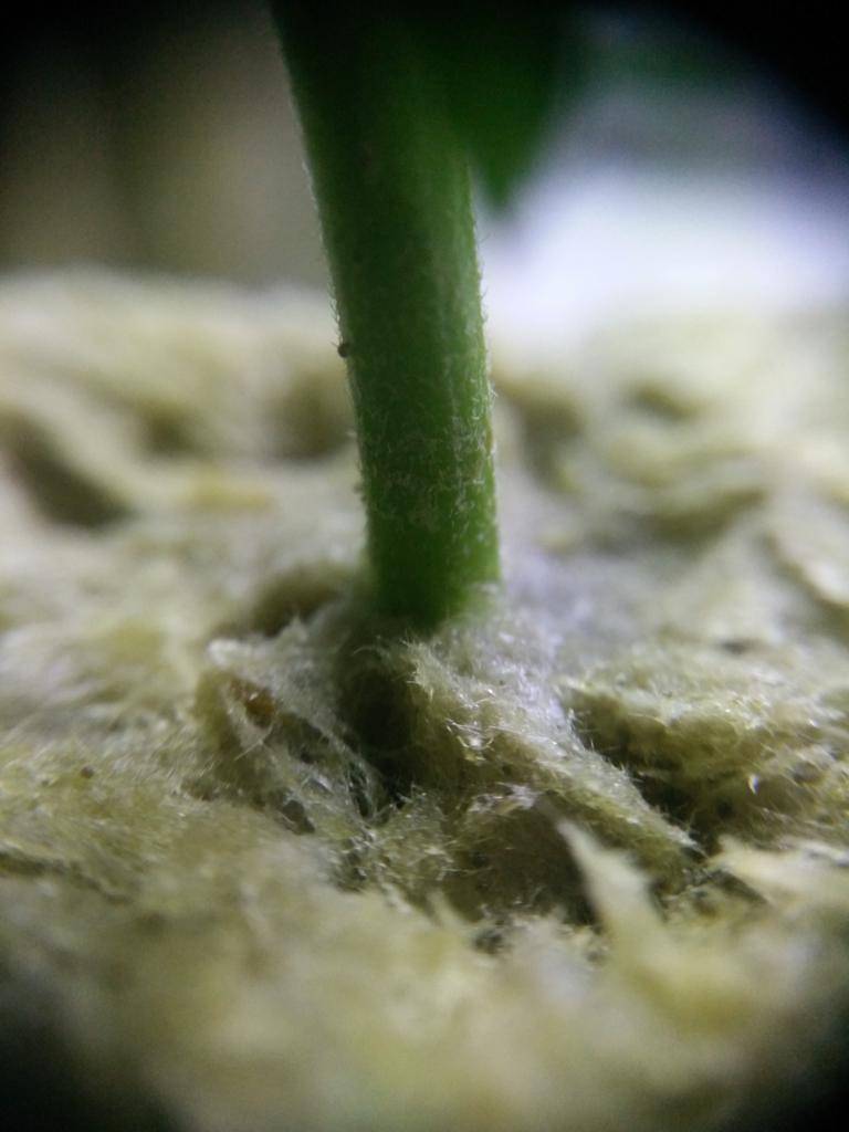 Clones with white mold on rockwool and stem base ...