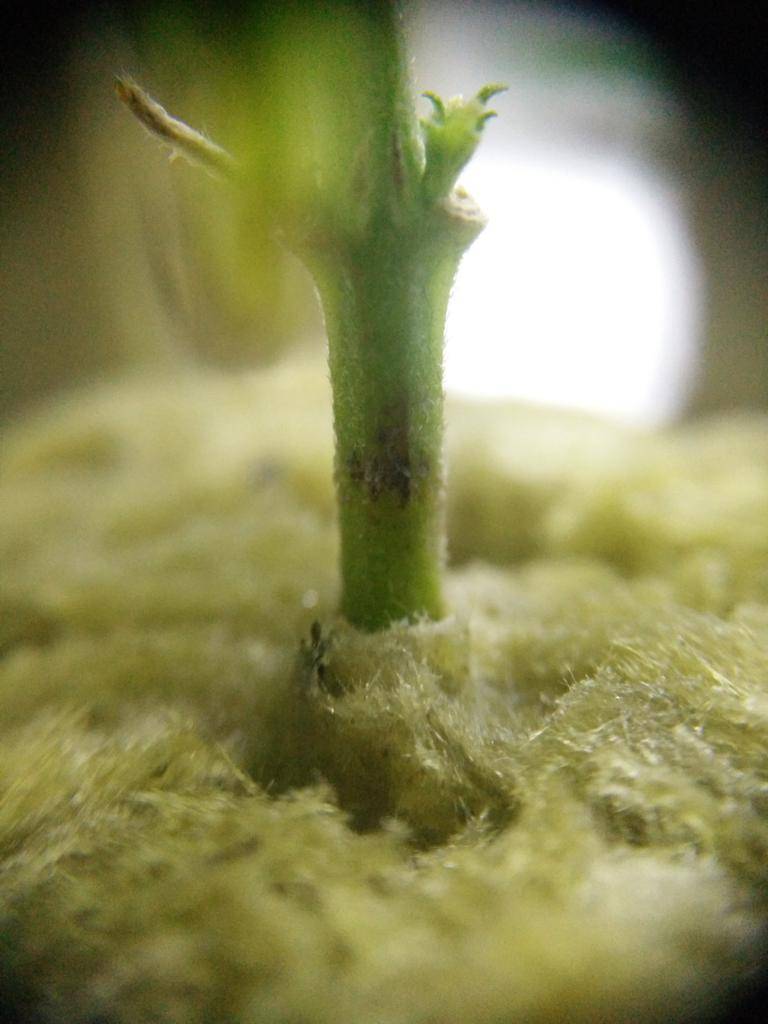 Clones with white mold on rockwool and stem base | International ...