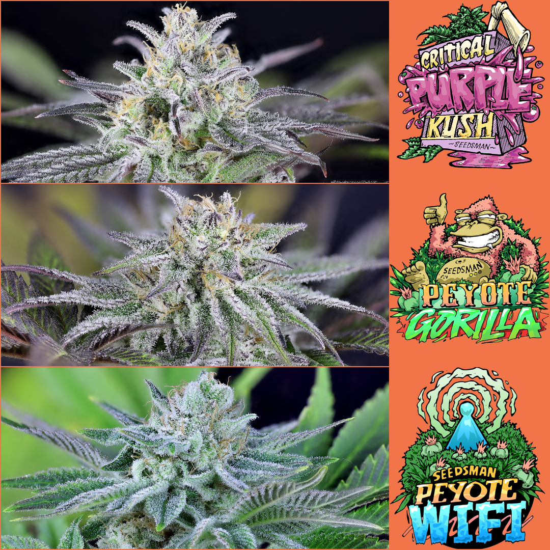 Peyote Gorilla & Peyote Wifi & Critical Purple Kush - Seedsman 