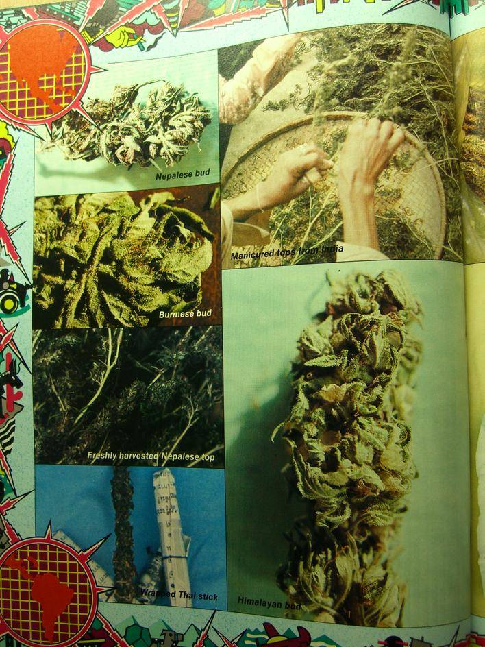 Vintage Cannabis photography - Page 20 - Marijuana Strains and Breeding