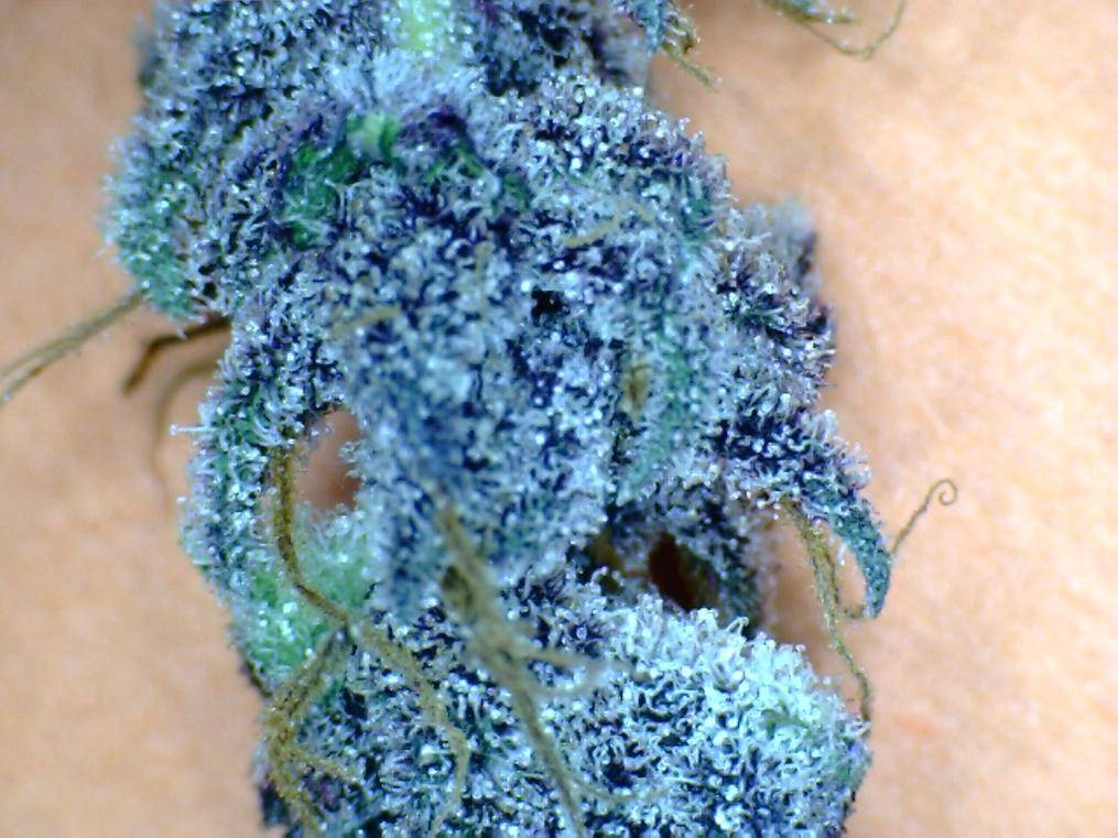 Blue dream. Блю Дрим сорт. Blue Dream сорт. Blue Dream Weed. Blue Dream шишки.